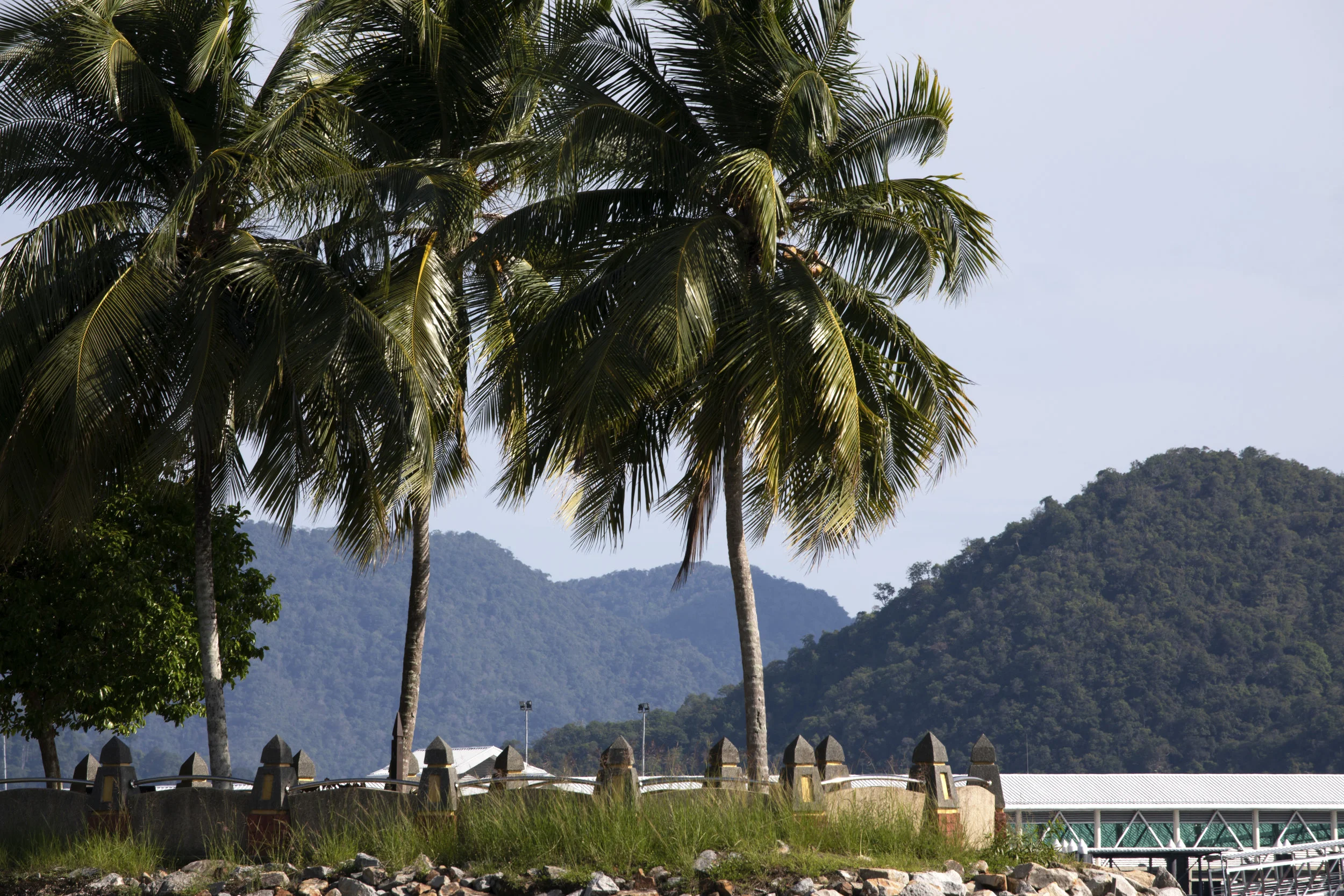 Langkawi Palm Trees, Malaysia 2019