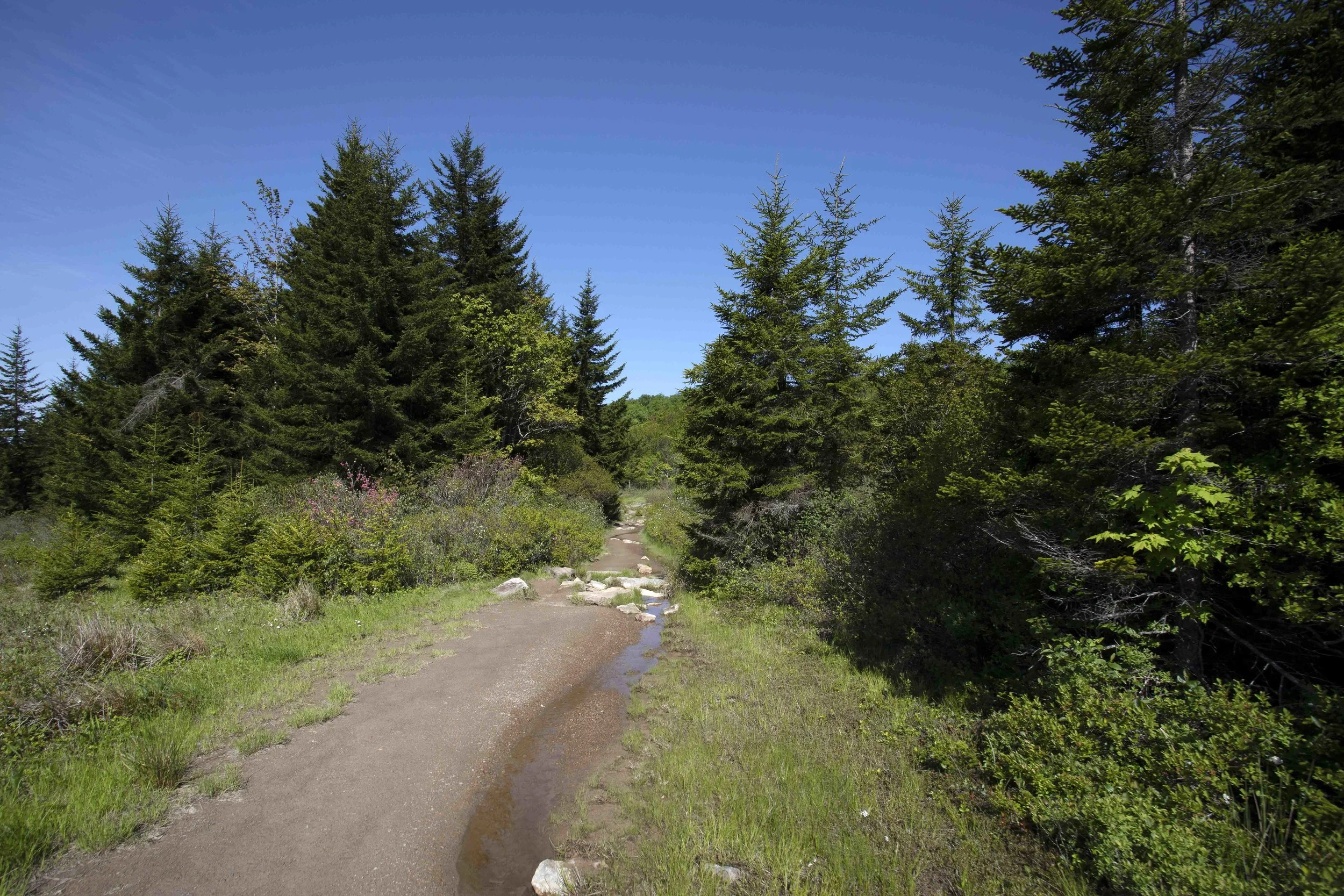 Dolly Sods Wilderness, West Virginia 2019