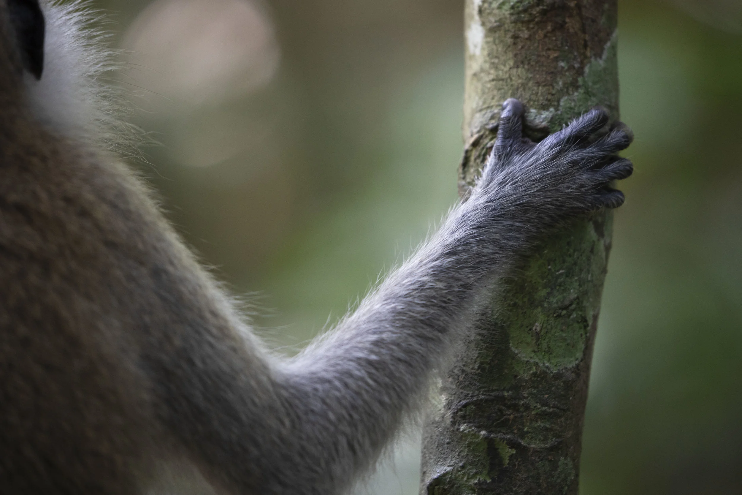 Monkey Hand, Malaysia 2019