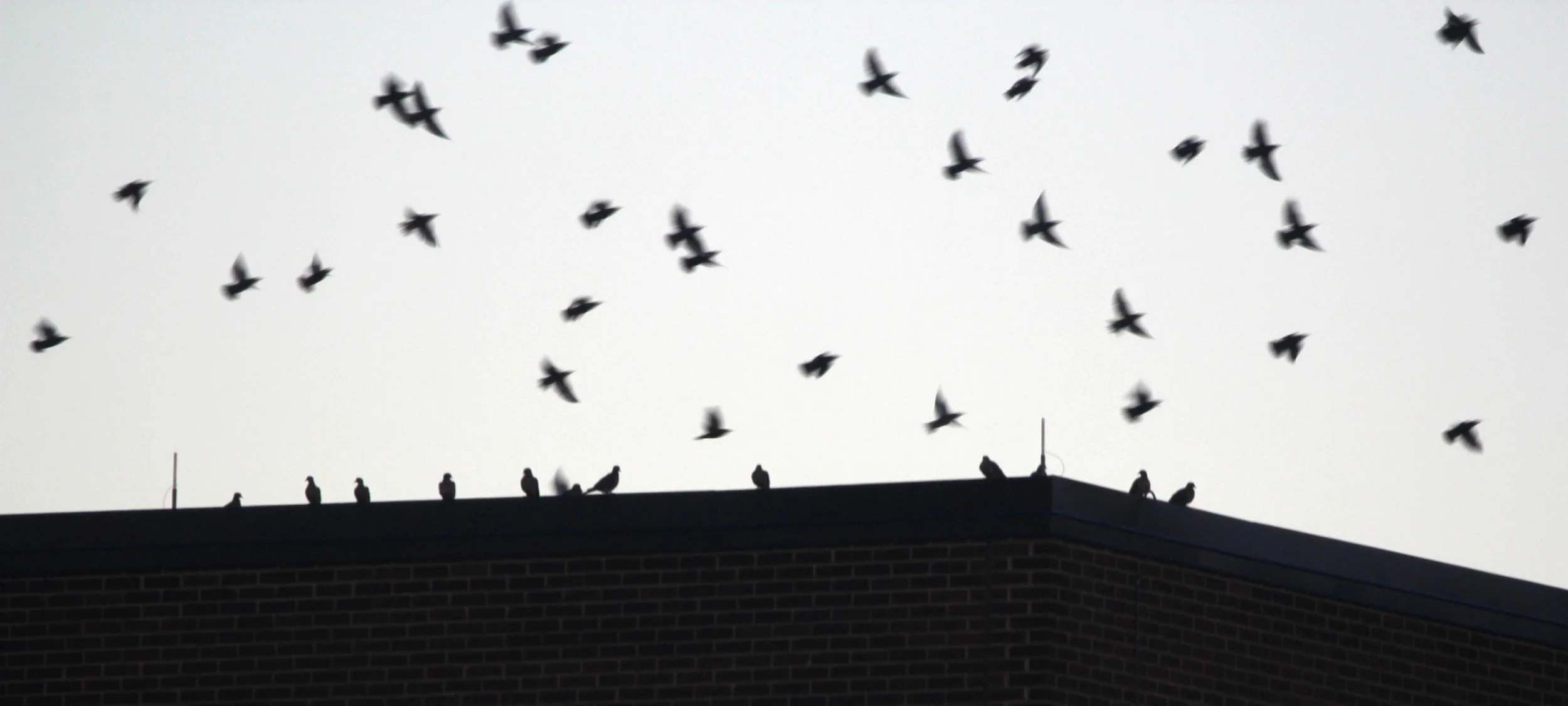 Birds Take Flight, Pittsburgh 2018