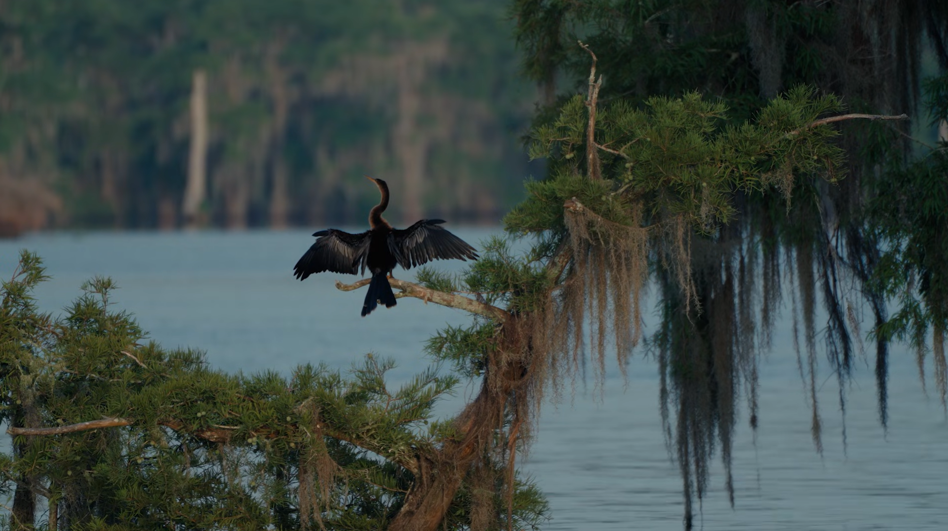 Coast to Coast: National Wildlife Federation