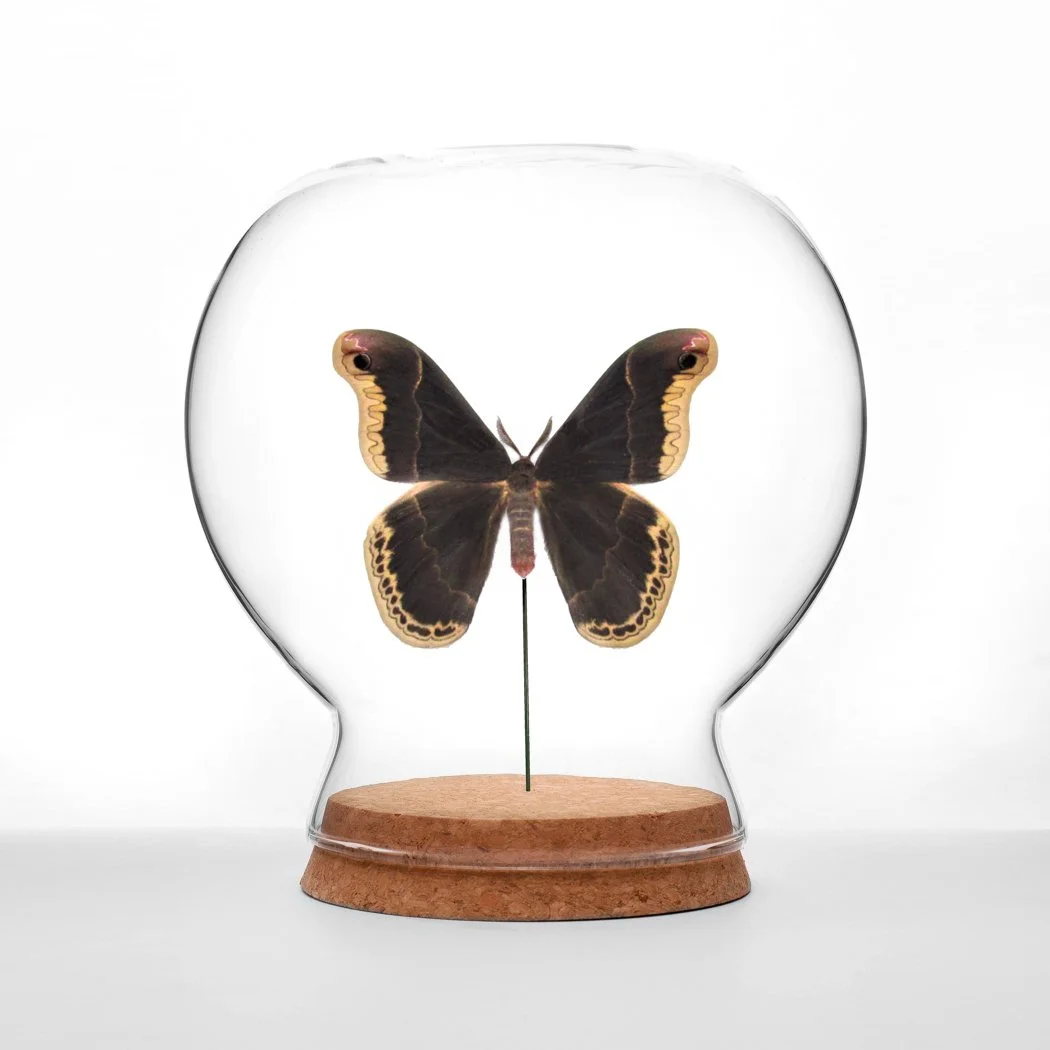 Medium Globe 1.jpg
