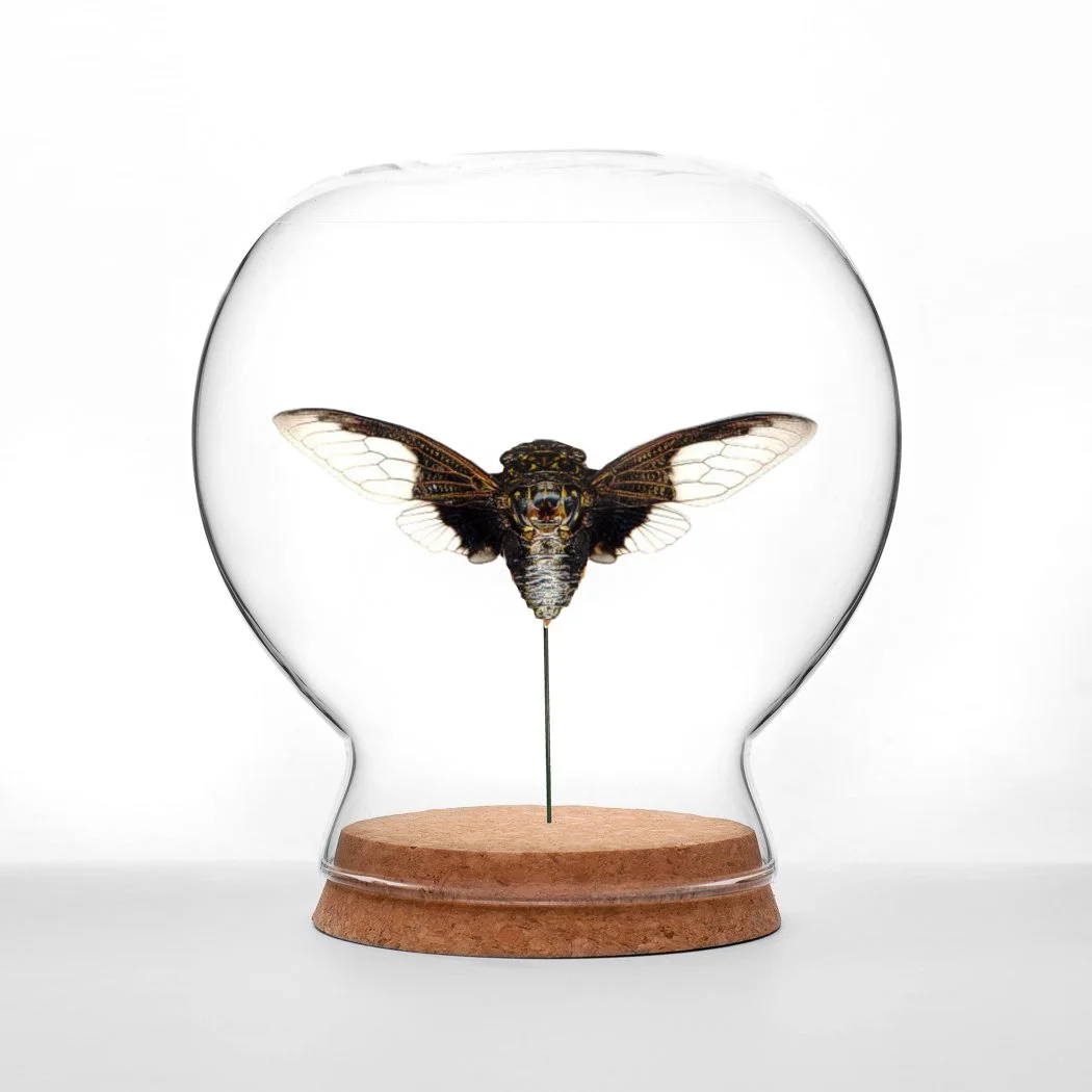 Batwing Cicada Globe.jpg