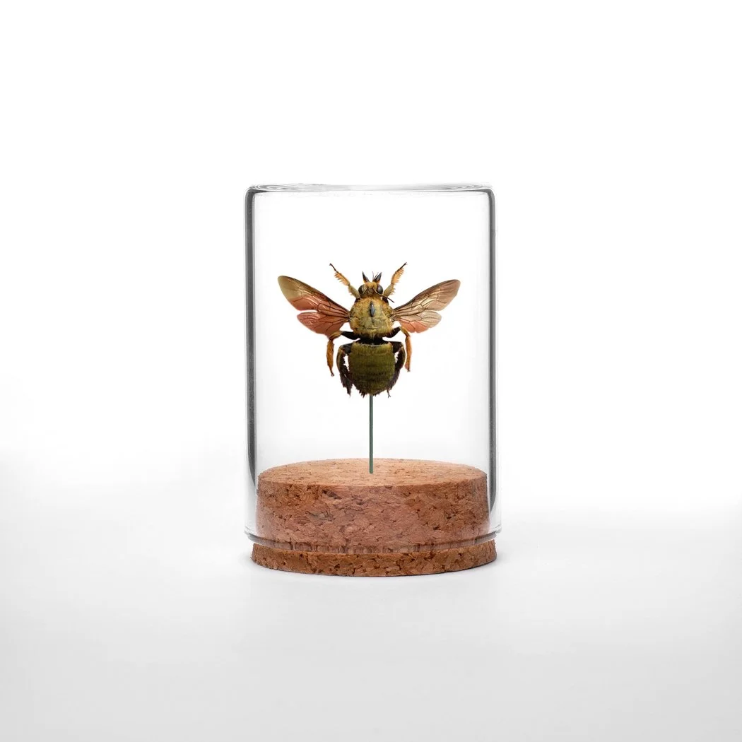 Bee Short Pot.jpg