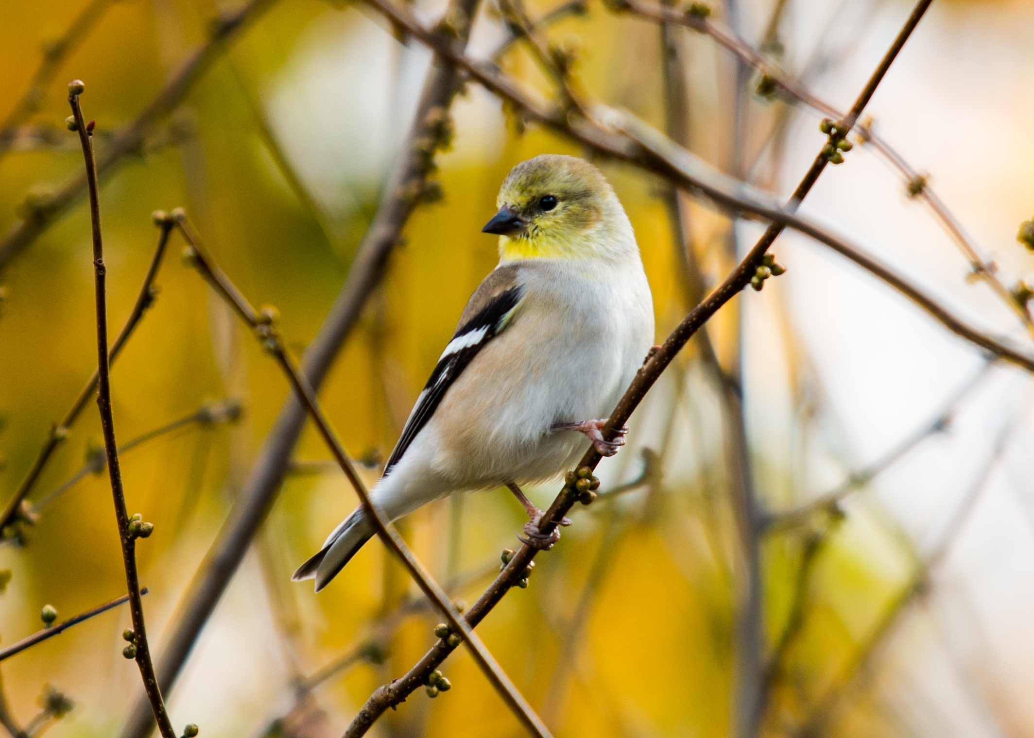So I started a small project recently that involved photographs of birds. This has been surprisingly fruitful and interesting. Funny thing about birds, they're small and don't stand still at all. So they are very challenging to photograph but when you get a good one, its all that much more rewarding.