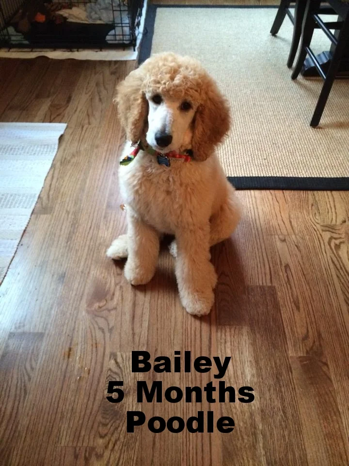 Bailey.jpg