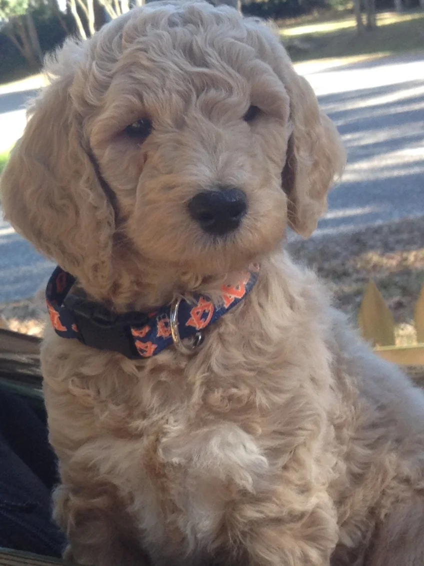 McMurphy, Brisco, and the Rowes