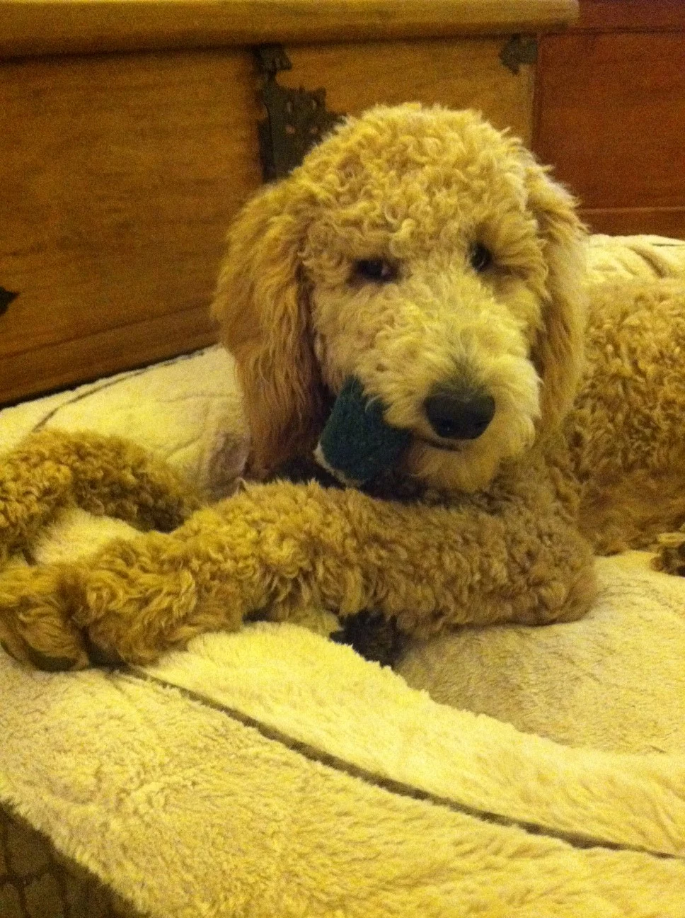 Herschel and the Decks