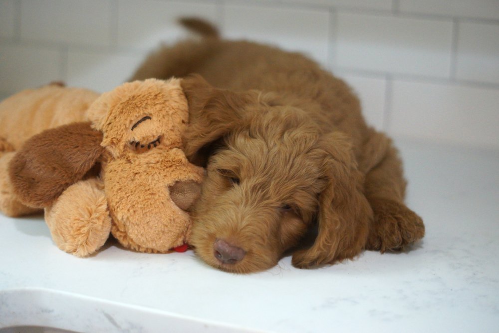 Brown and White Snuggle Puppy