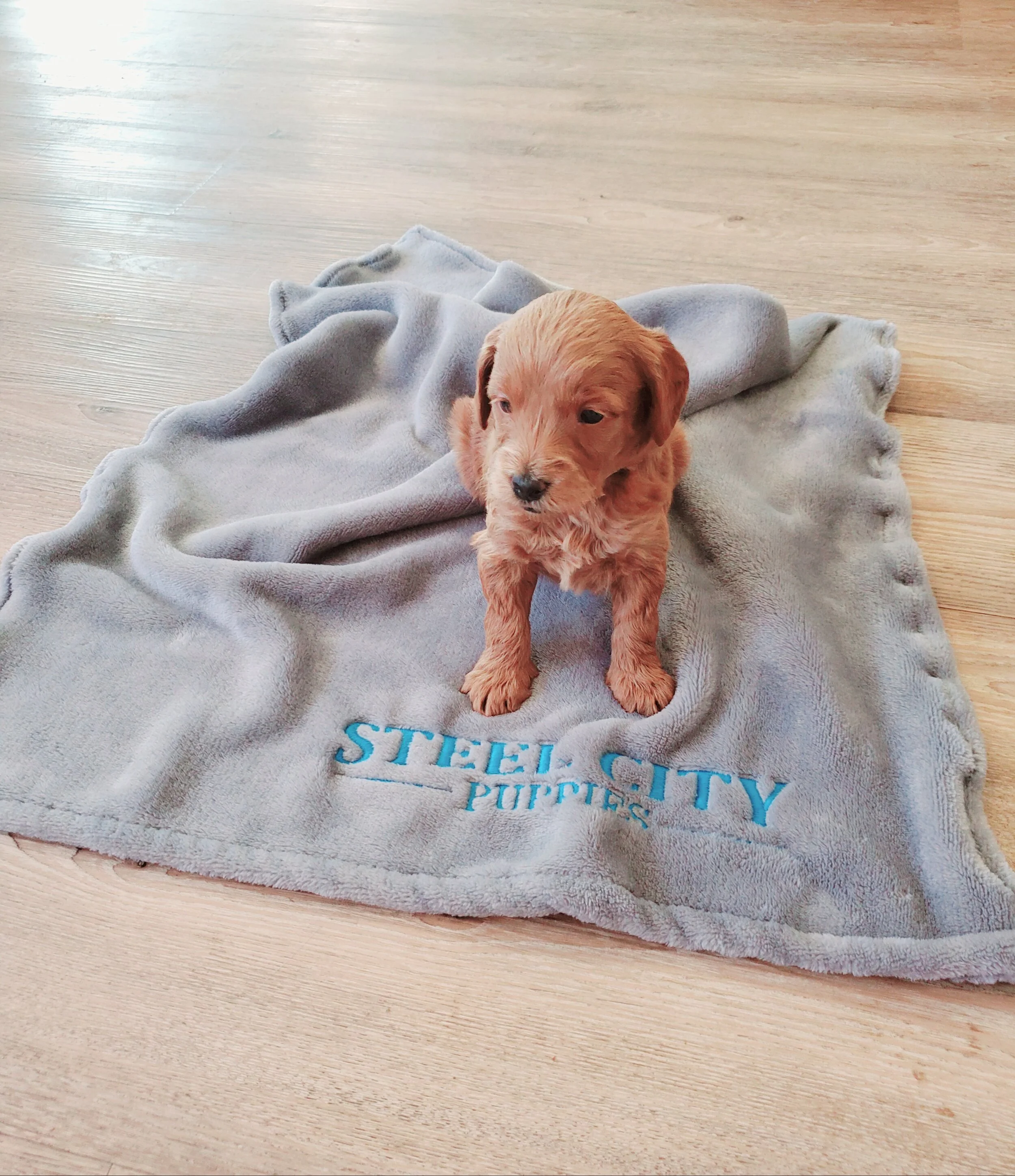 four wheeler dog box