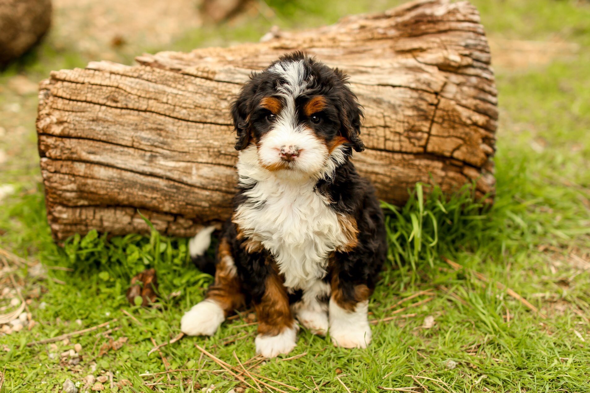 What Does It Mean For A Dog To Be Ckc Registered