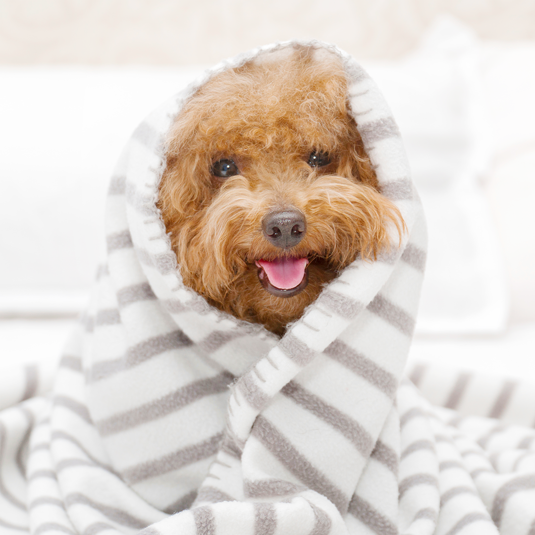 The Most Life-Changing Supplement for Pups and Dogs