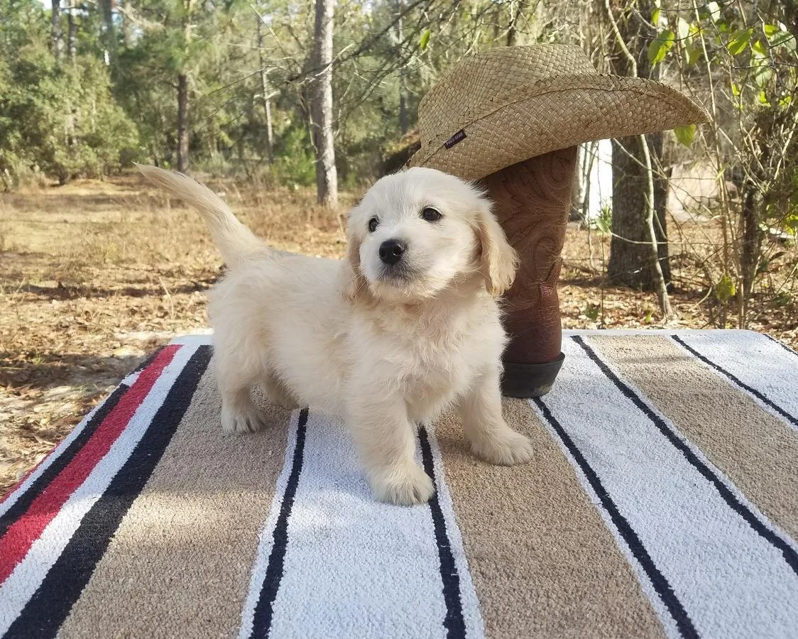 mini goldendoodle with short legs