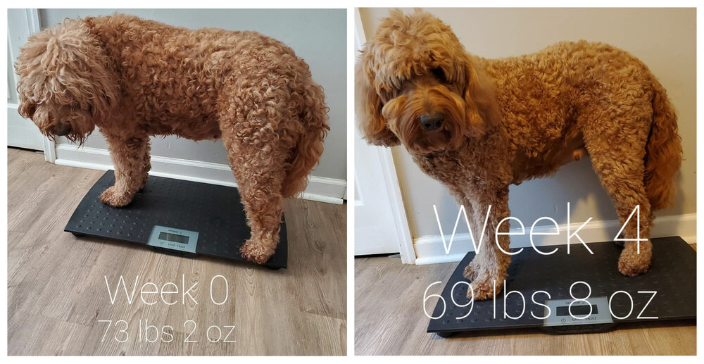 how much weight can a dog lose in a month