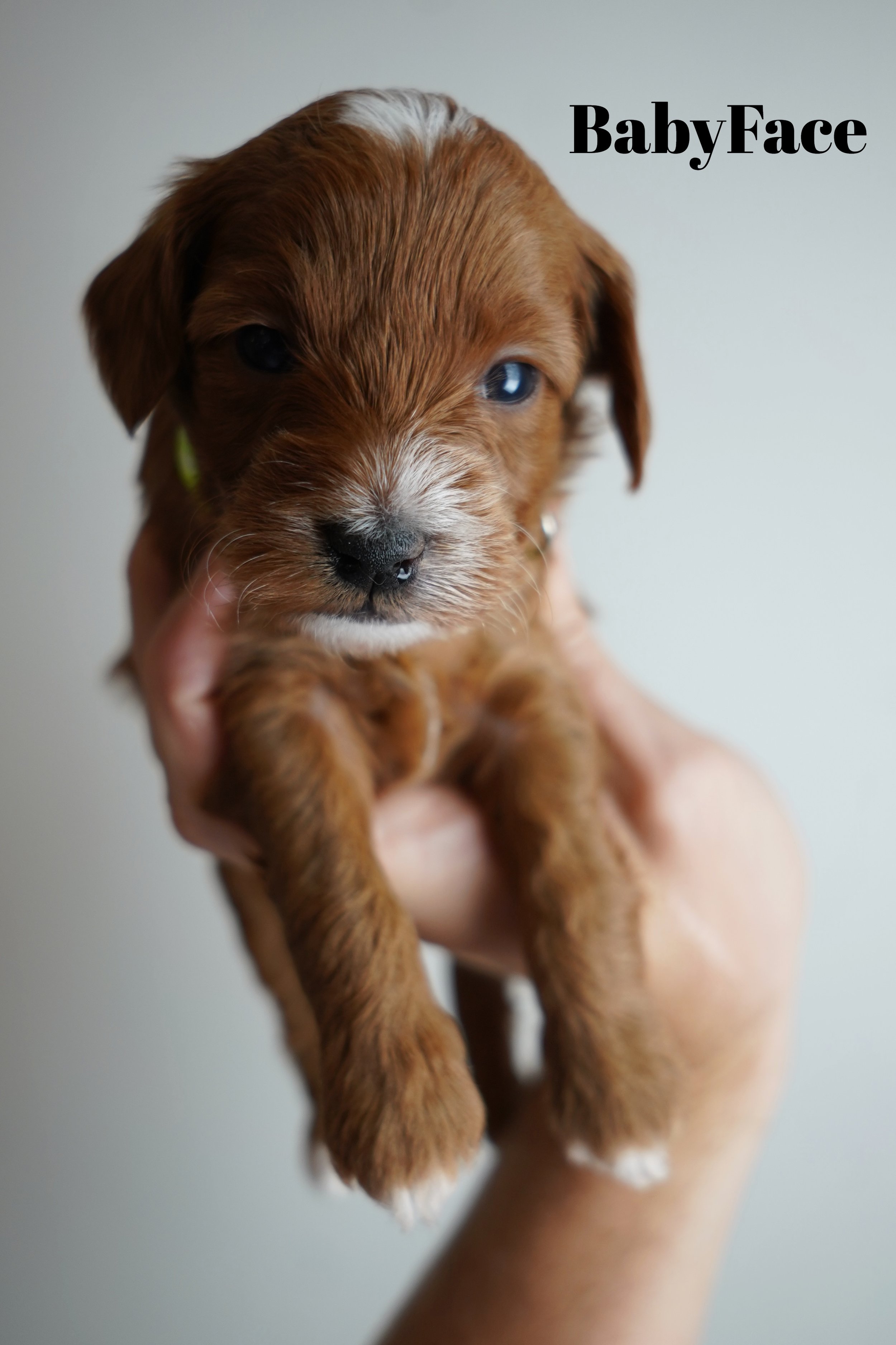 Babyface7.7.25.jpg