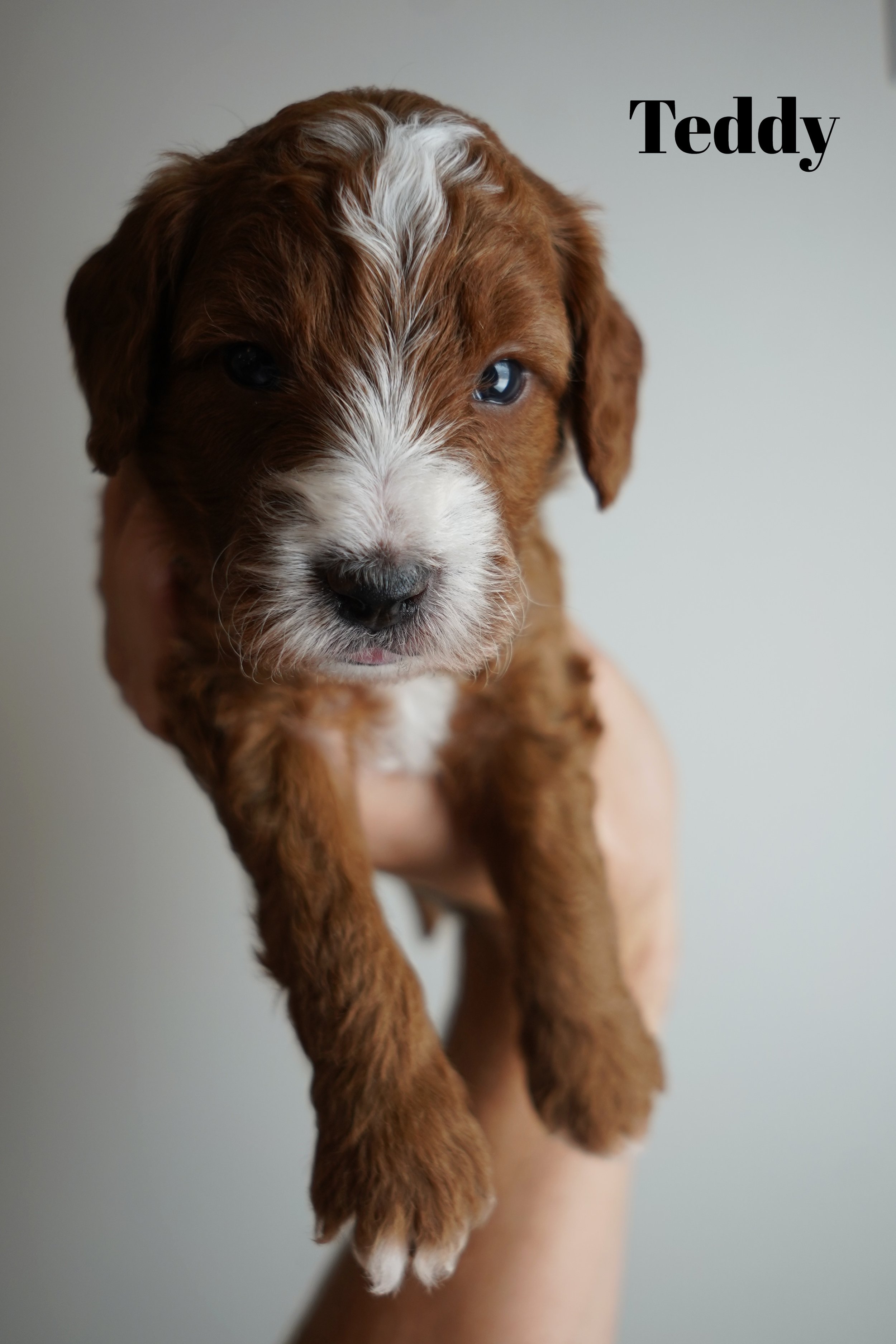 Teddy7.7.25.jpg