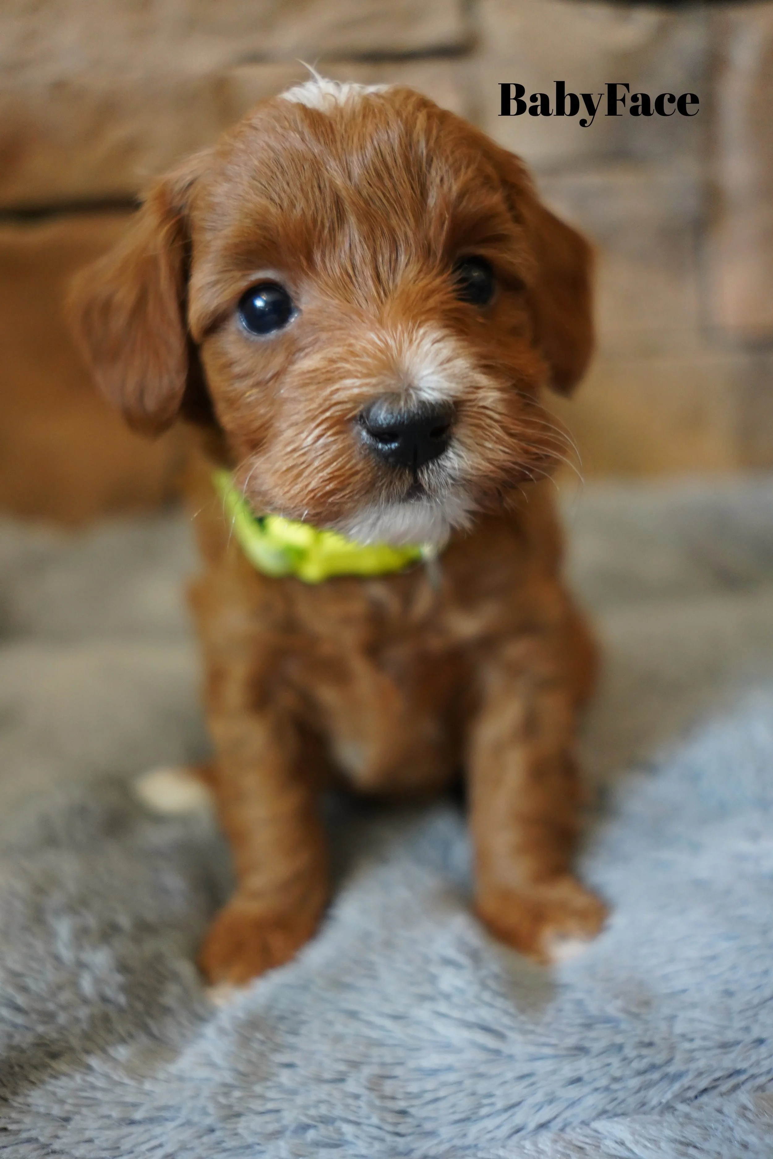 babyface7.15.25.jpg