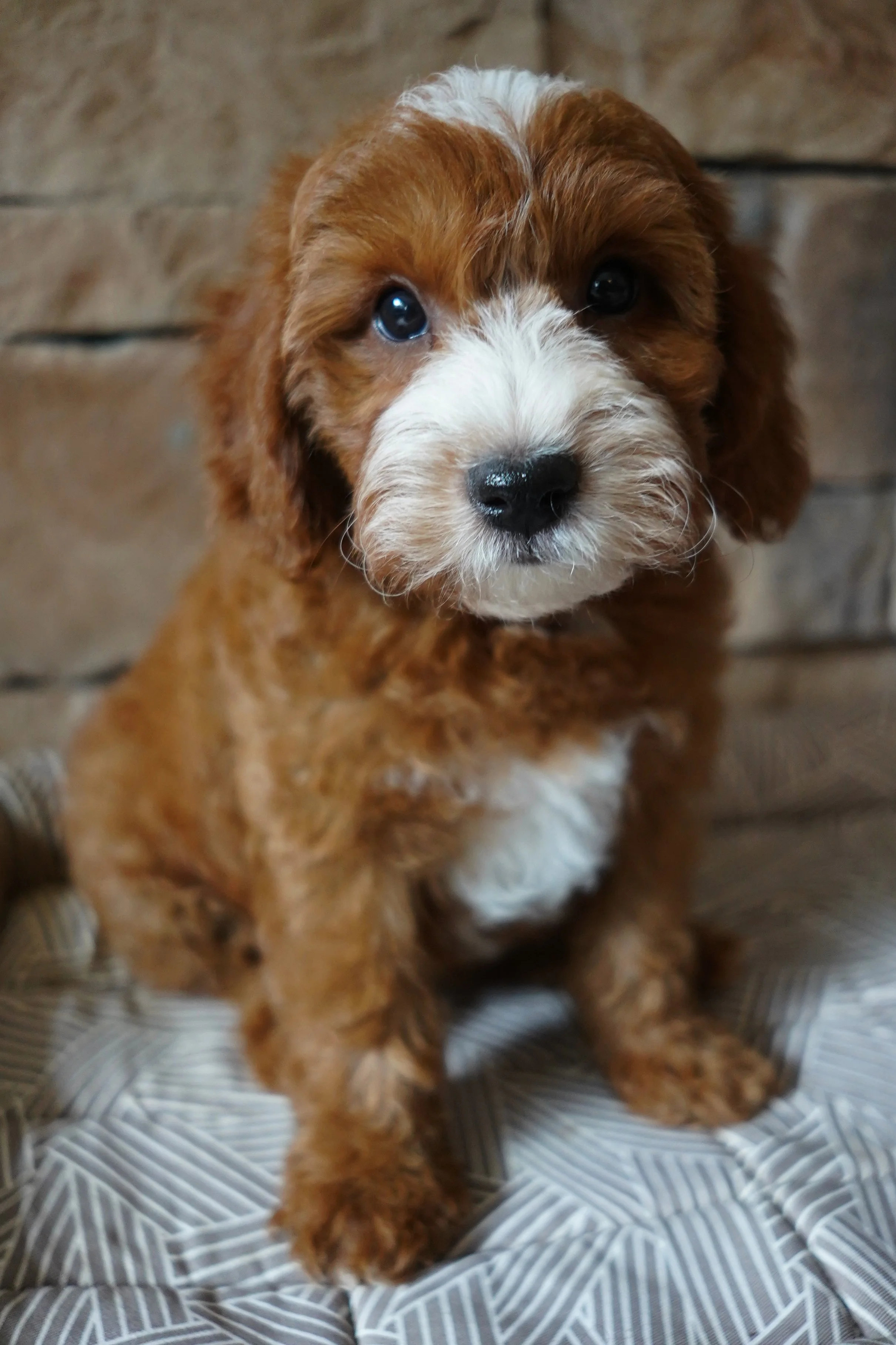 Teddy8.14.25.jpg