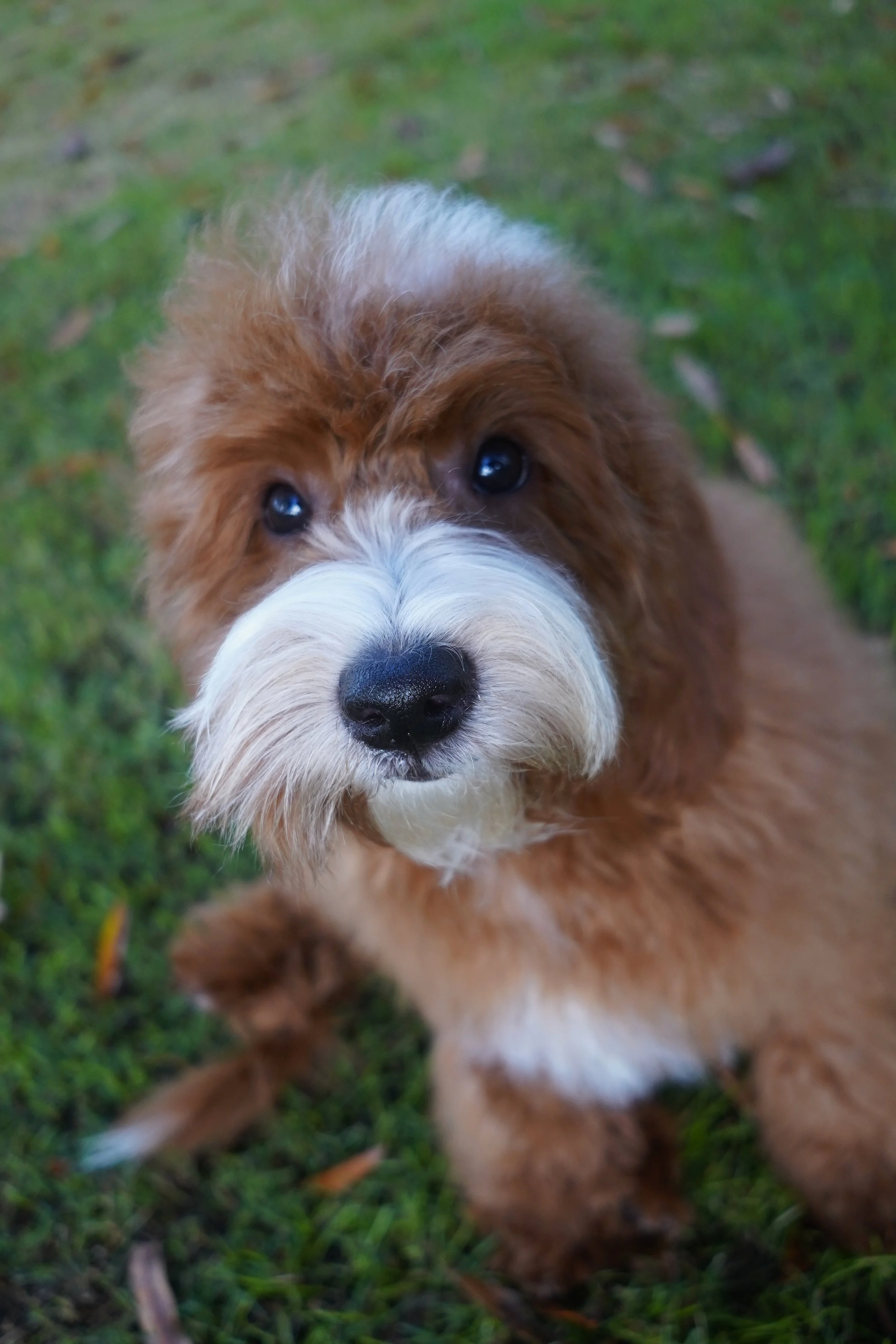 Teddy10.26.25.jpg