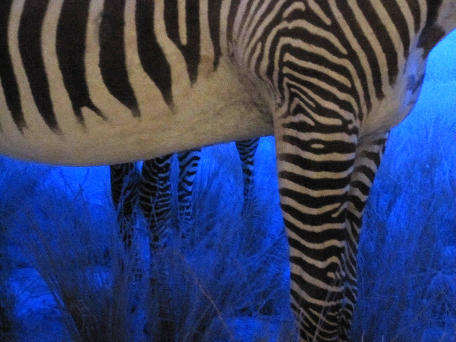 Zebra_AcadamyScience_1070.jpg