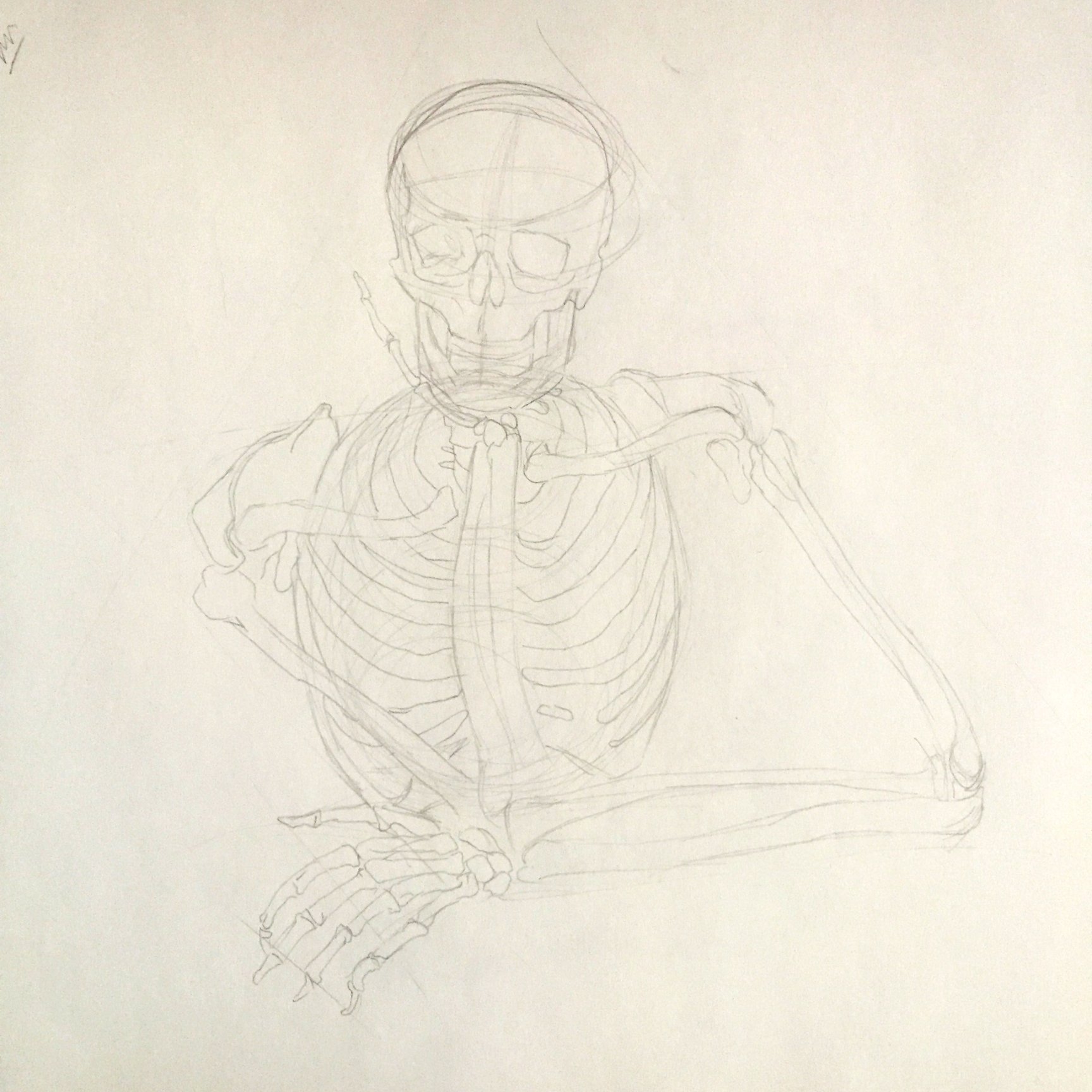 PetrinaCooper_2020-10-16 Skeleton Comparison bones.jpg
