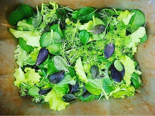 Every week we get a delivery from our sweet friends at Kolea Farms and your lucky littles bodies get to consume it. Here’s a photo of their spring mix. Best in the land! @kolea_farm