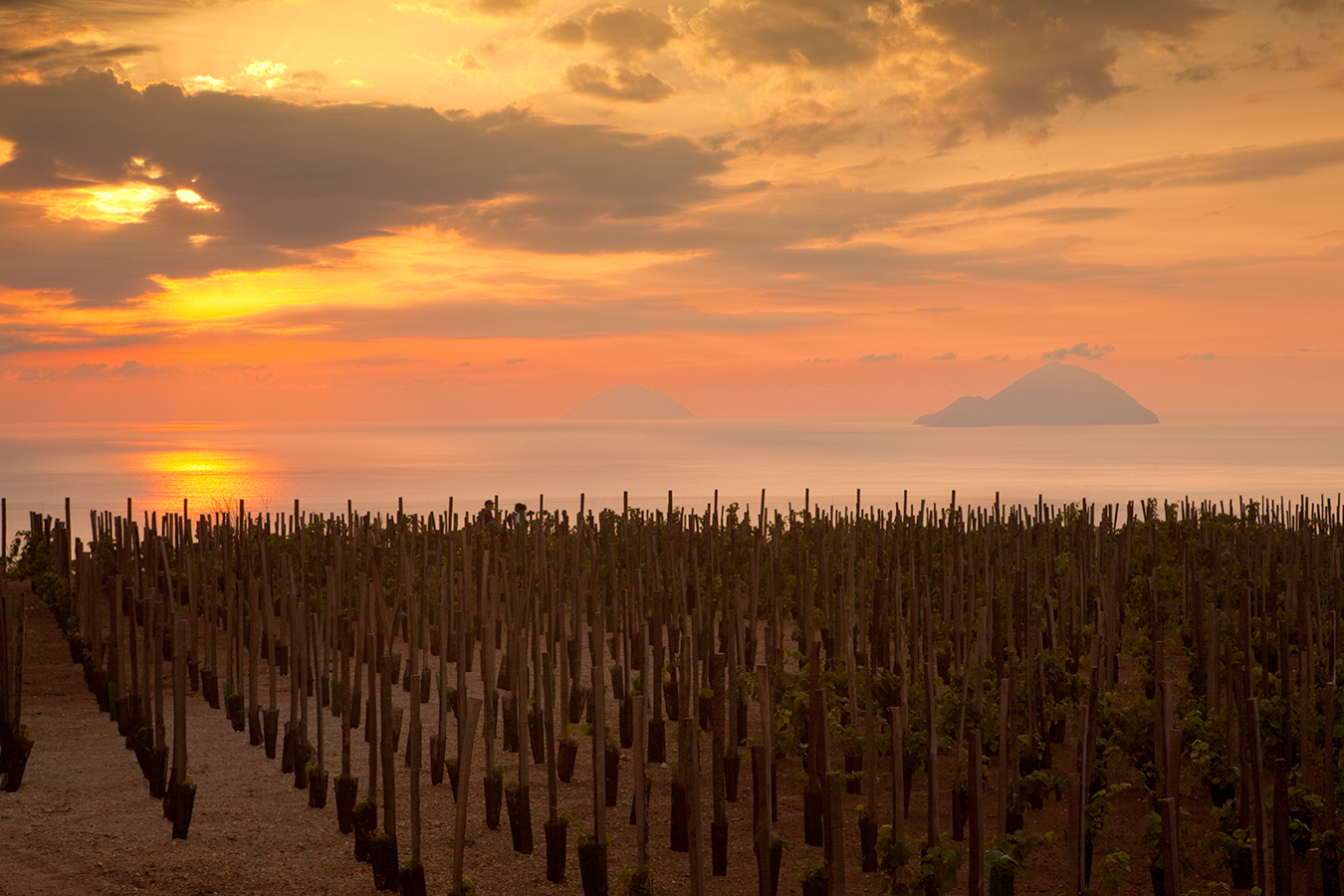 Tenuta di Castellaro vineyard