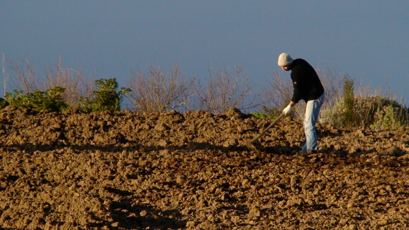 Tenuta di Castellaro vineyard