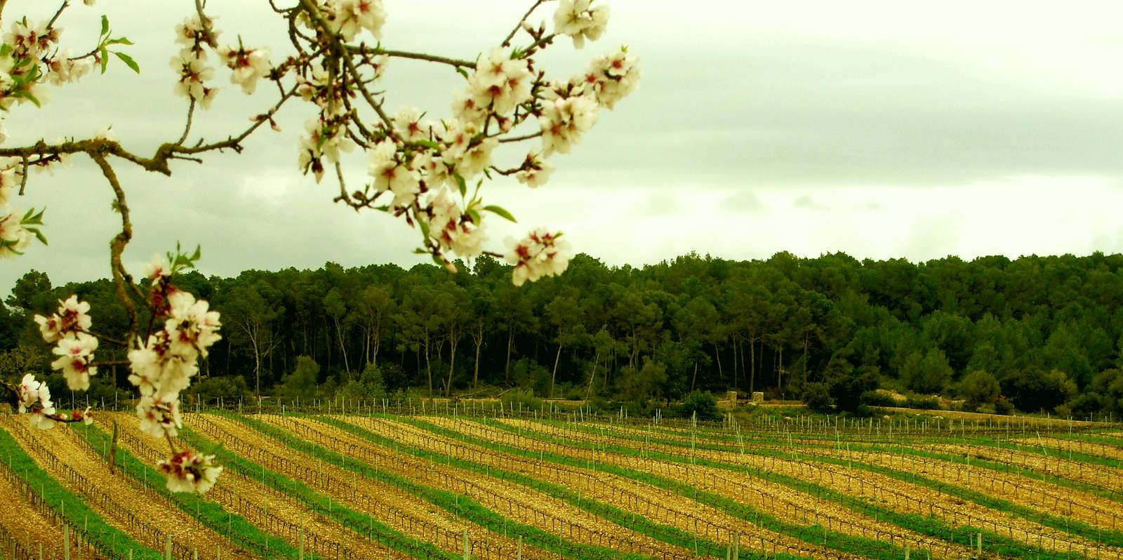 Vineyards.jpg