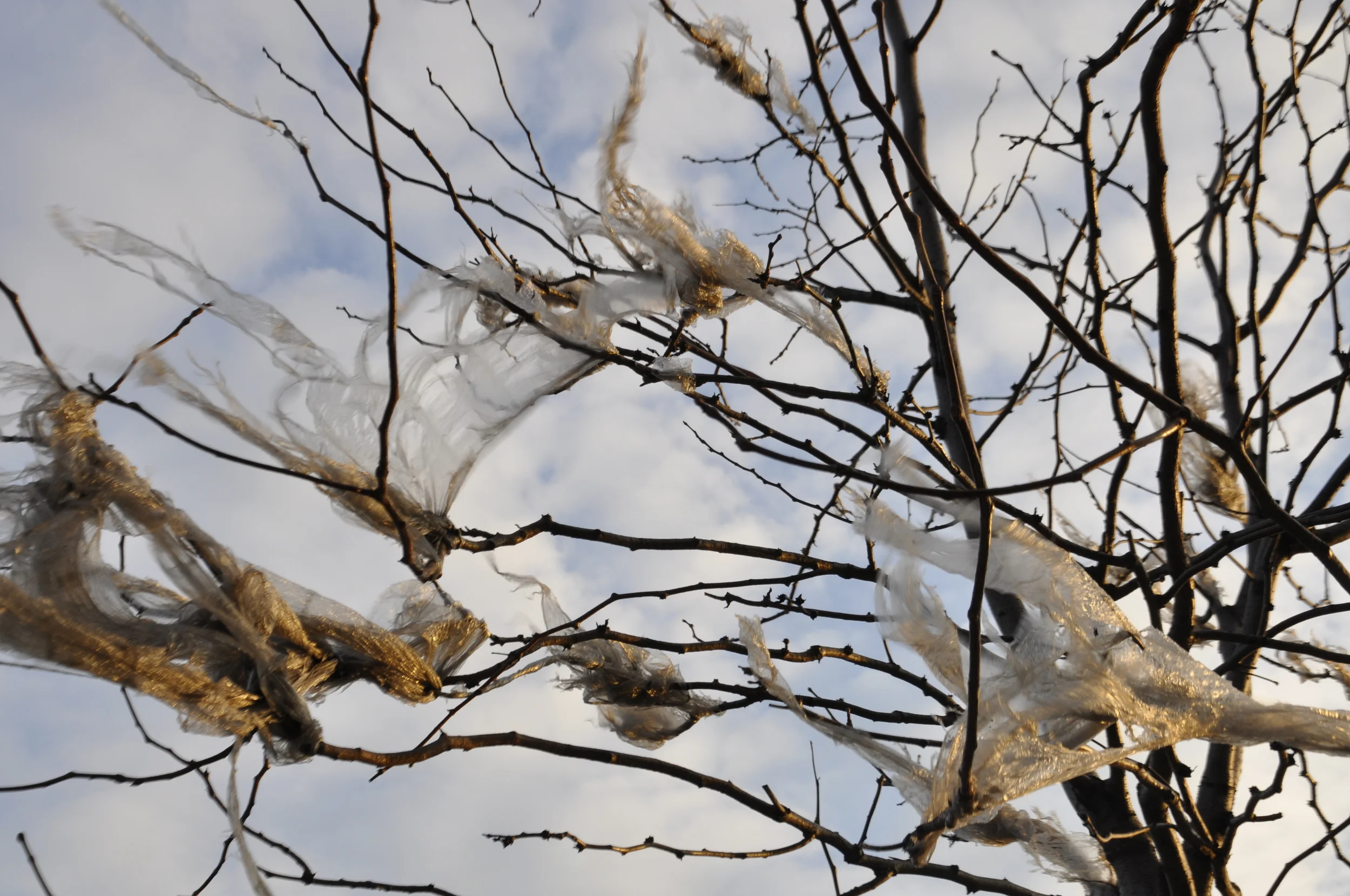 Plastic Fantastic II