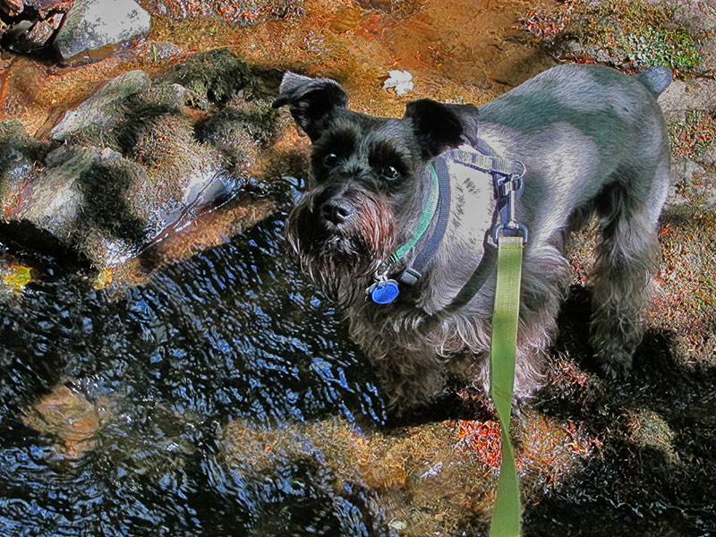 A drink from a creek bed