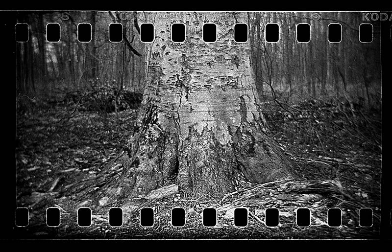 Holga 120N with 35mm Tri X Pan printed full frame