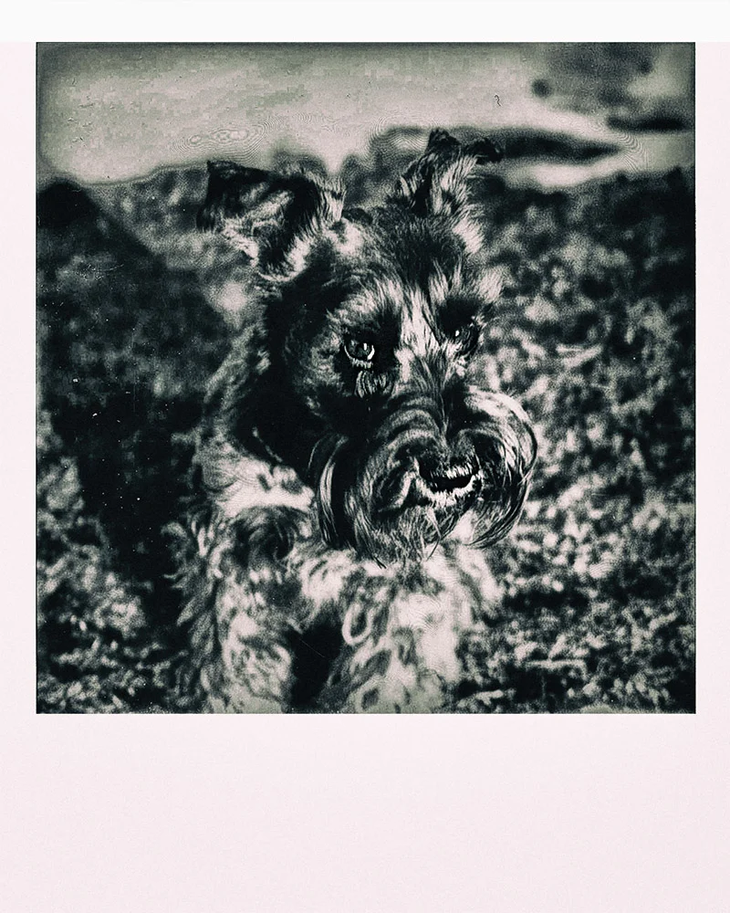 Polaroid 680