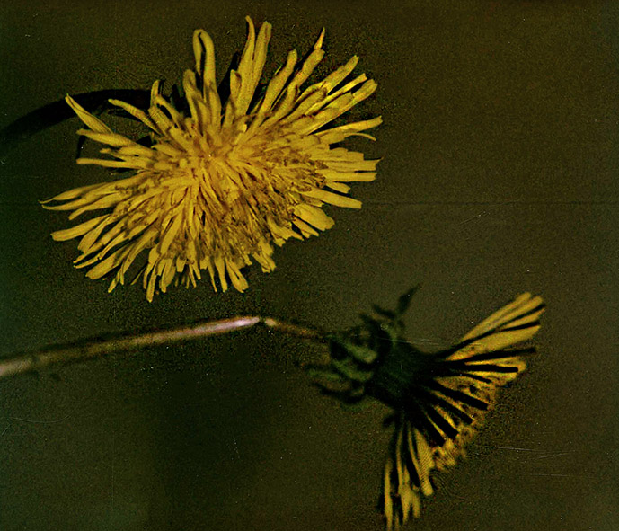 Polaroid Macro 5