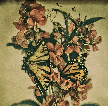 Polaroid SX-70
