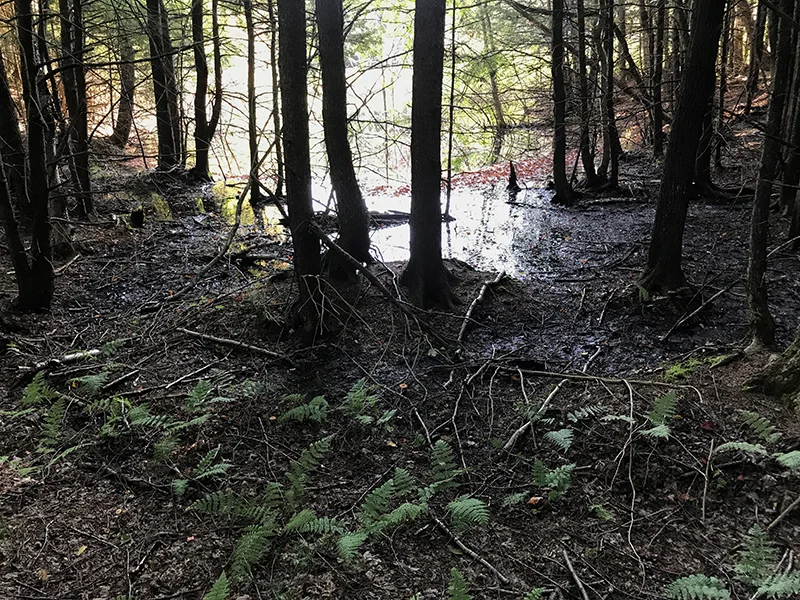 On the edge of the swamp on the way to the site