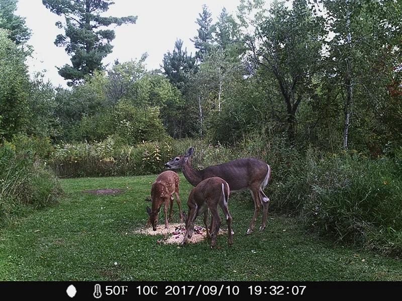From the game camera at Rauhallinen Farm