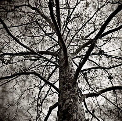 sycamnore.jpg