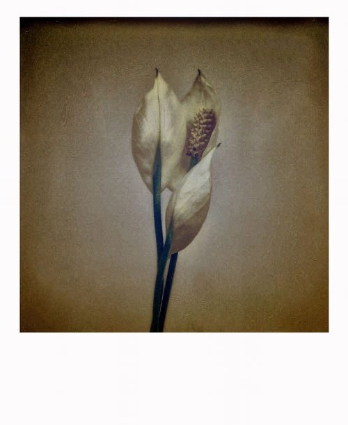 laurium563.jpg