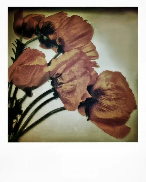 poppy540.jpg