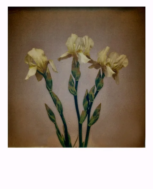 iris512.jpg