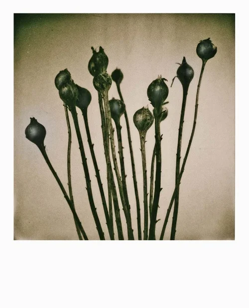 goldenrod gall.jpg