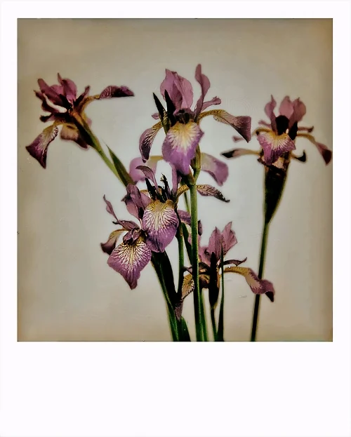 iris520.jpg
