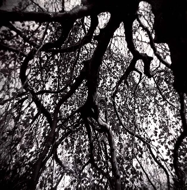 notredametreeweb.jpg