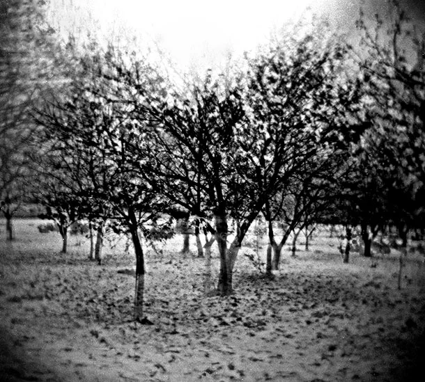 orchardweb.jpg