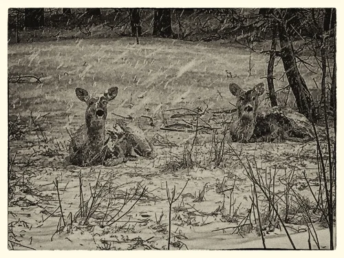deer2.jpg