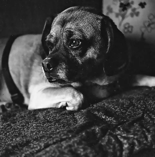Rolleicord Vb with Rolleinar 1 close up attachment