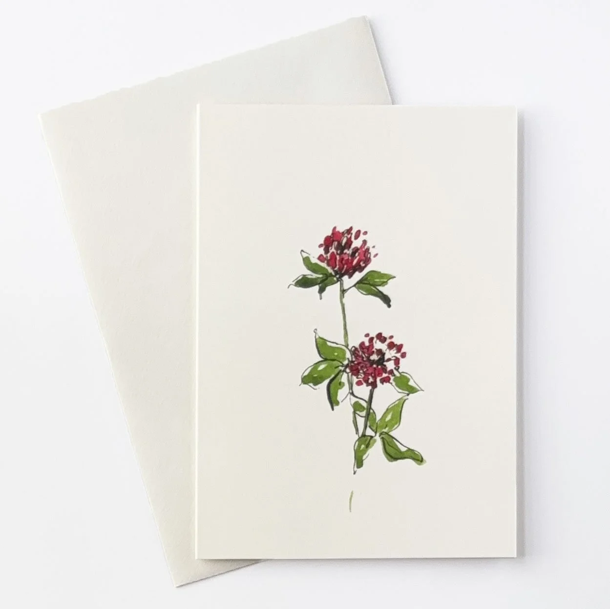 red clover.jpg