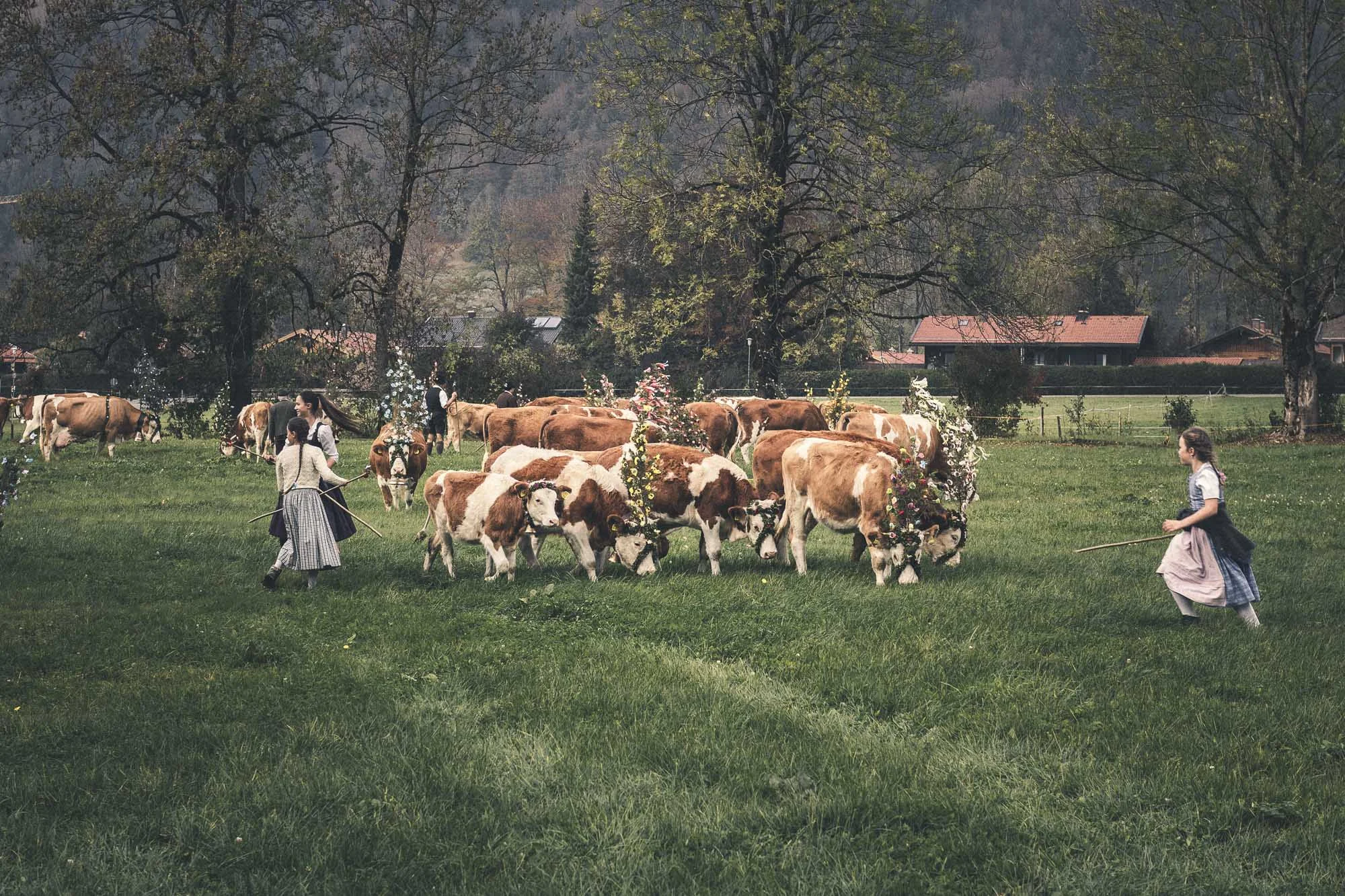 Almabtrieb_Maier_zum_Dersch-19.jpg
