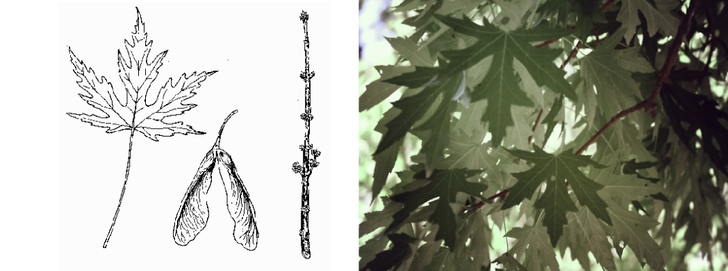 Maple-Chair3.png